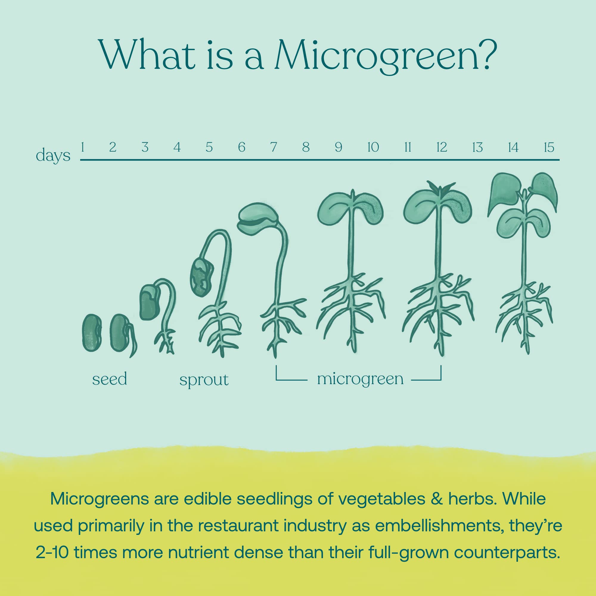True Grace Broccoli Microgreens mezcla en bebidas para energía diaria