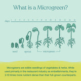 True Grace Broccoli Microgreens mezcla en bebidas para energía diaria