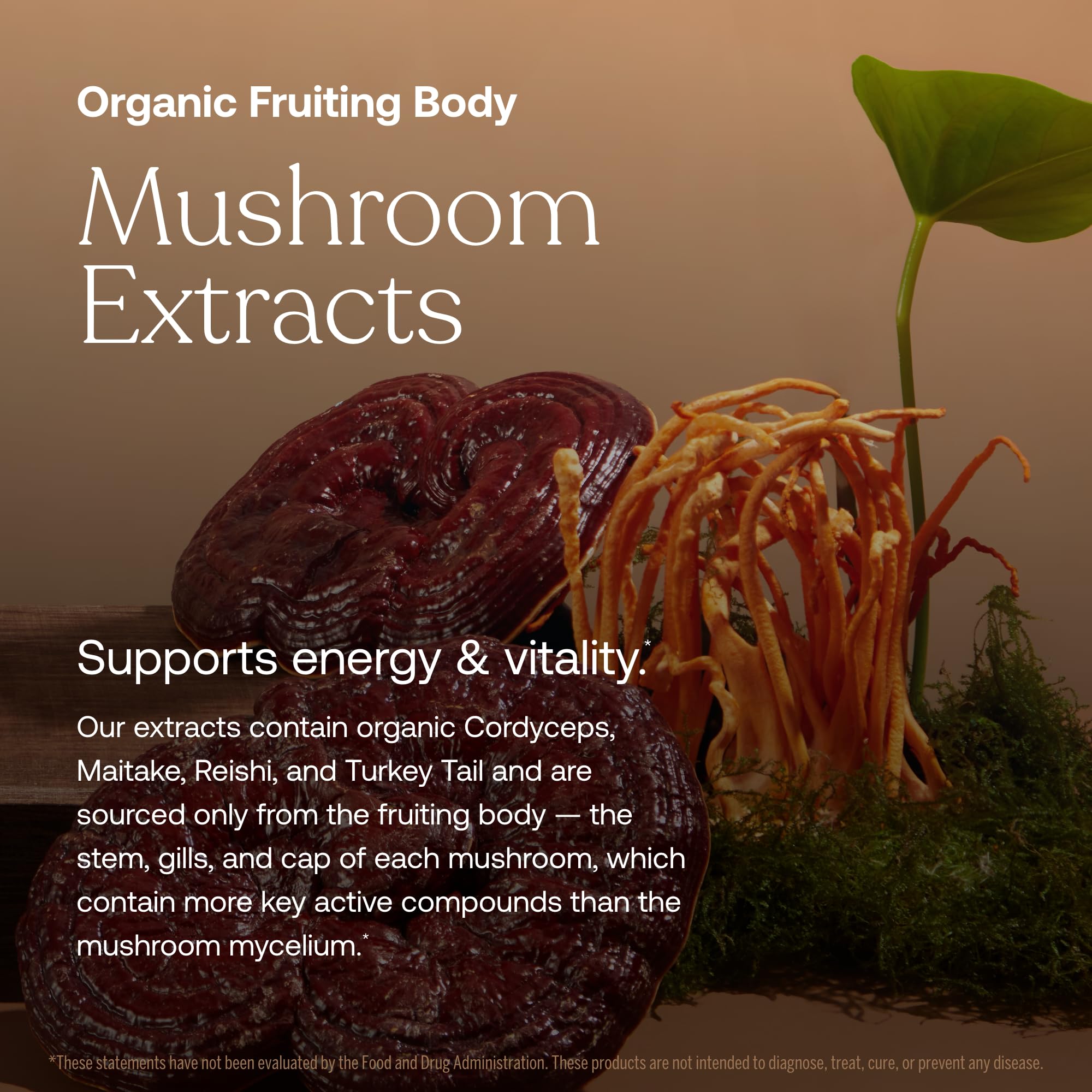True Grace Cordyceps para energía y resistencia diaria