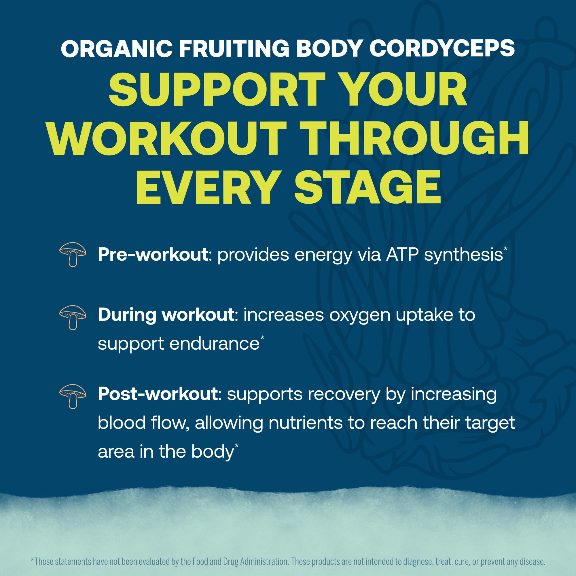 Cordyceps de cuerpo frutificante, ingrediente para soporte durante sesiones físicas.