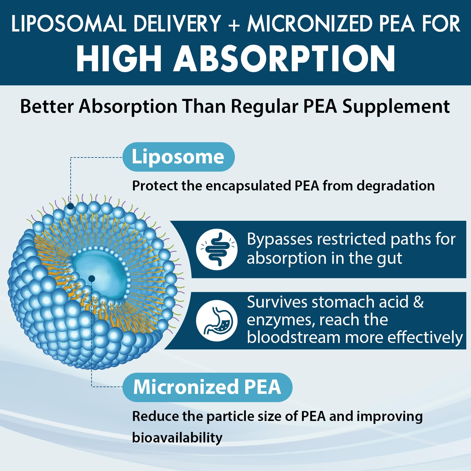 Ulmubra etiqueta de ingredientes: transparencia sobre la entrega liposomal y biodisponibilidad.