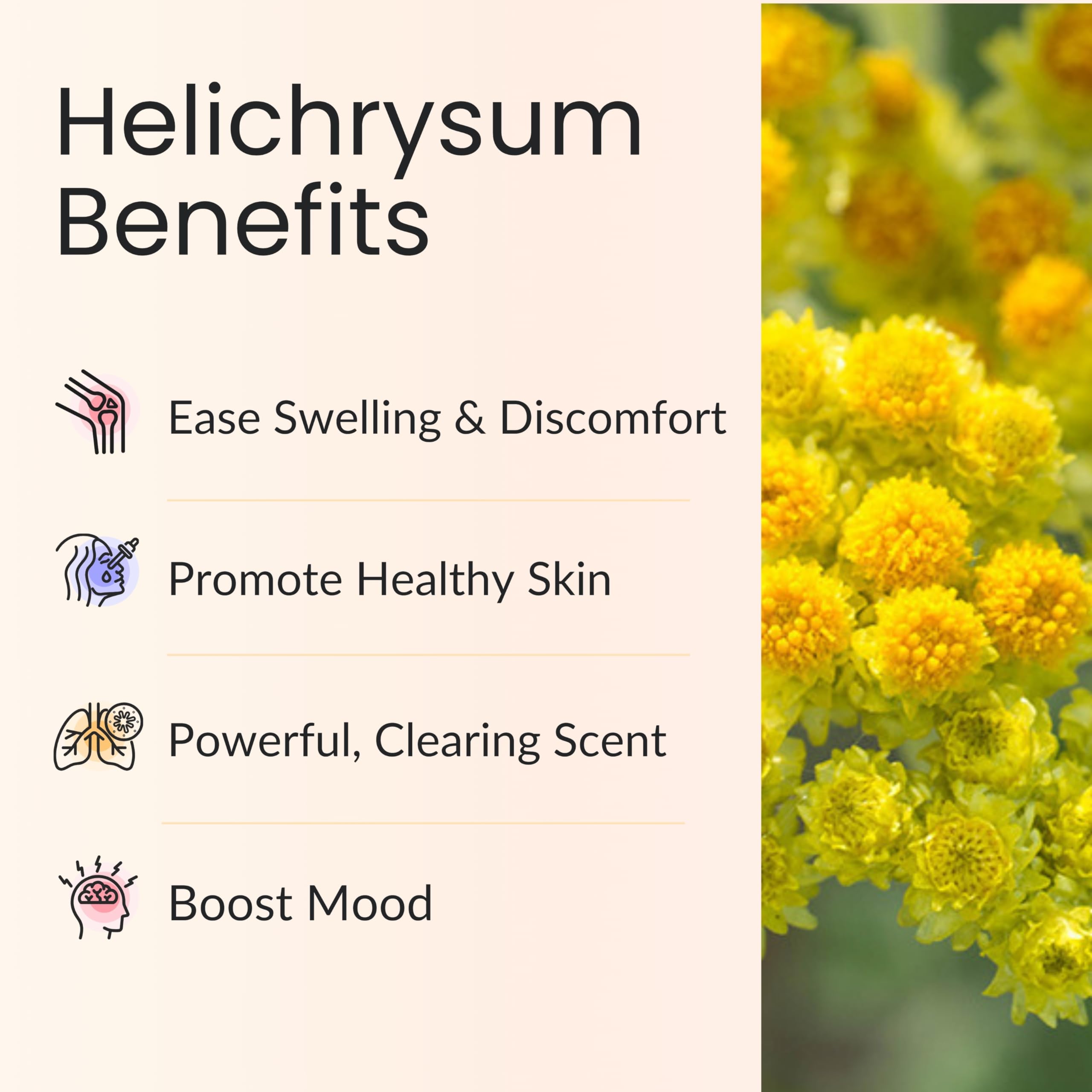 Vitality Helichrysum: flor en ramo, fuente natural para aroma suave.