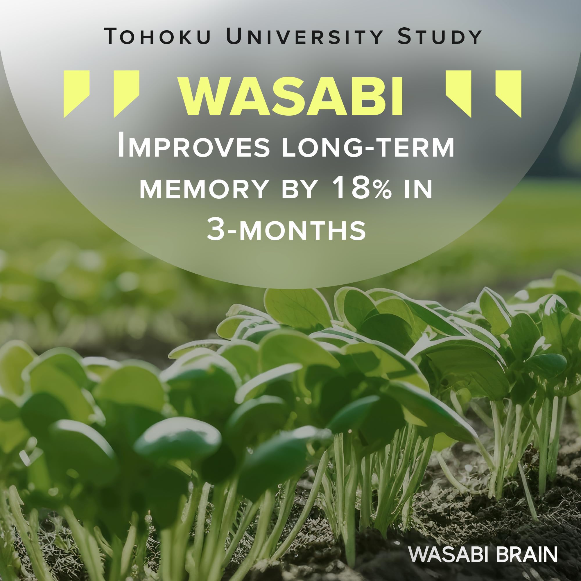 Wasabi Brain extracto de jengibre 50:1, alto contenido de gingerol.