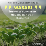 Wasabi Brain extracto de jengibre 50:1, alto contenido de gingerol.