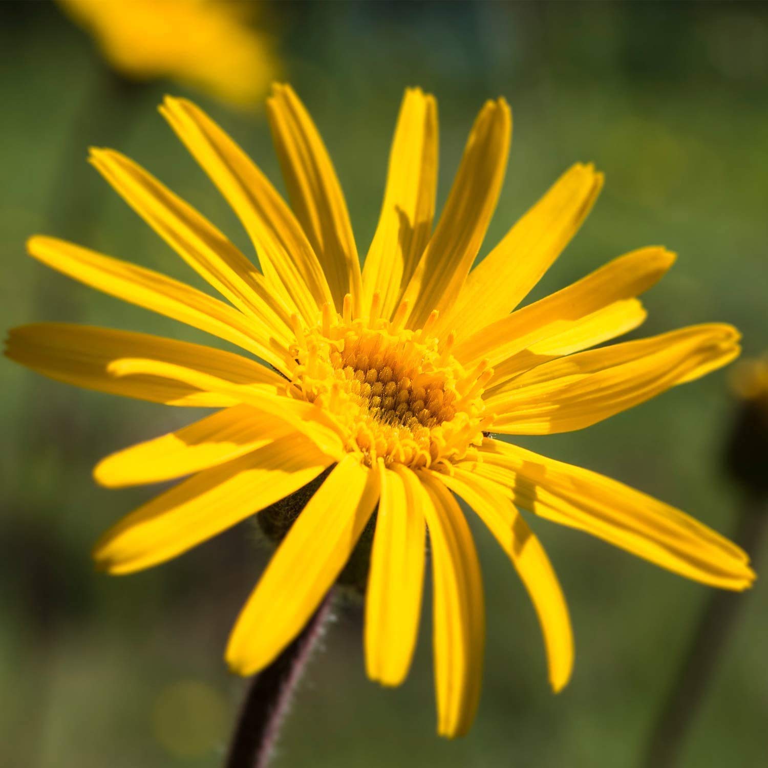 Aplicación suave del bálsamo Weleda Arnica para molestias ocasionales