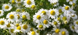 Matricaria chamomilia, White Label, base para tés relajantes