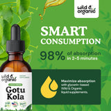 Hojas frescas de gotu kola, ingrediente natural de la tintura.