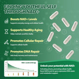 Windboss cápsulas NAD+ y Resveratrol - cápsulas listas para tomar, favoreciendo la claridad y energía.
