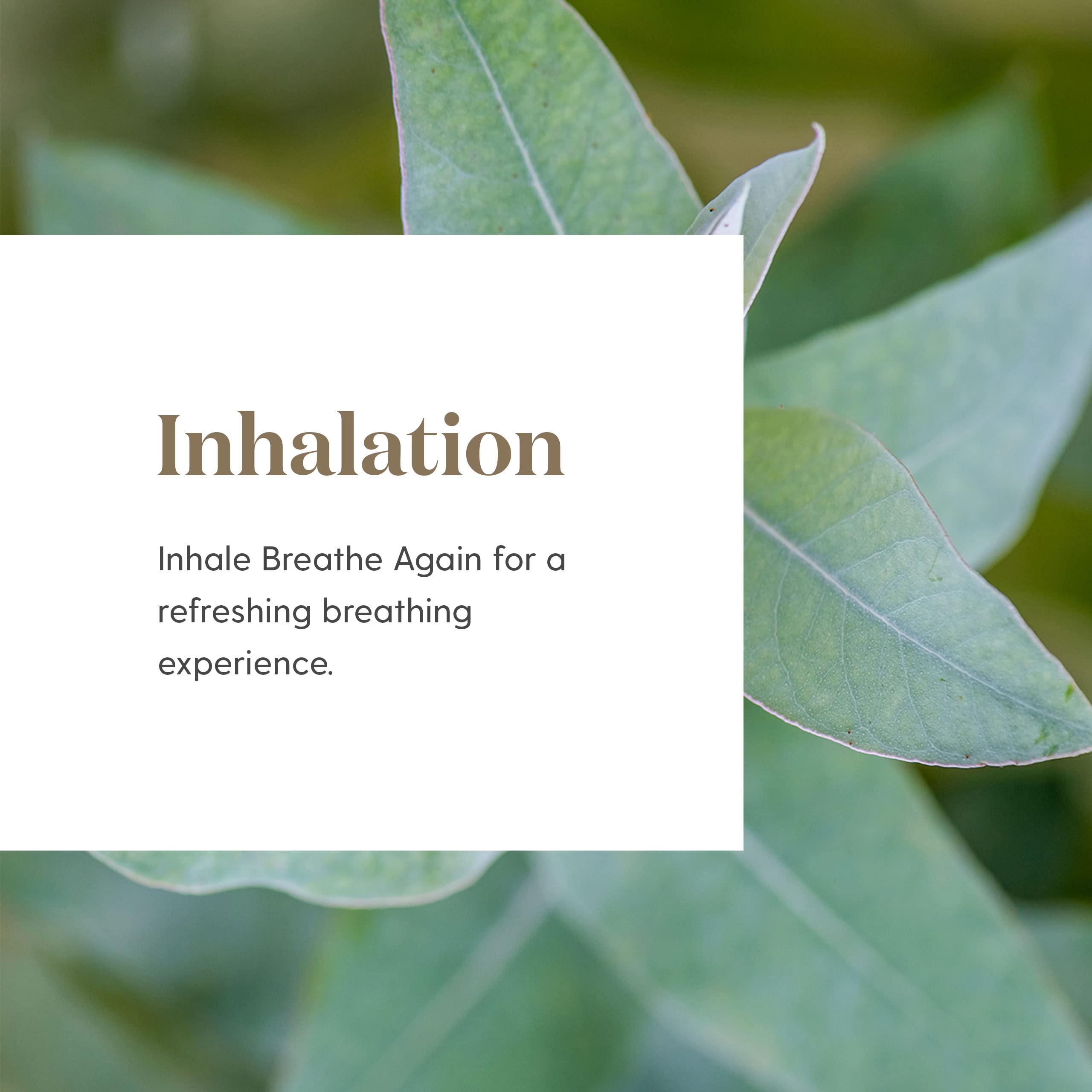 Young Living Breathe Again Roll-On: aroma refrescante que mejora la concentración diaria