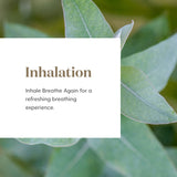 Young Living Breathe Again Roll-On: aroma refrescante que mejora la concentración diaria