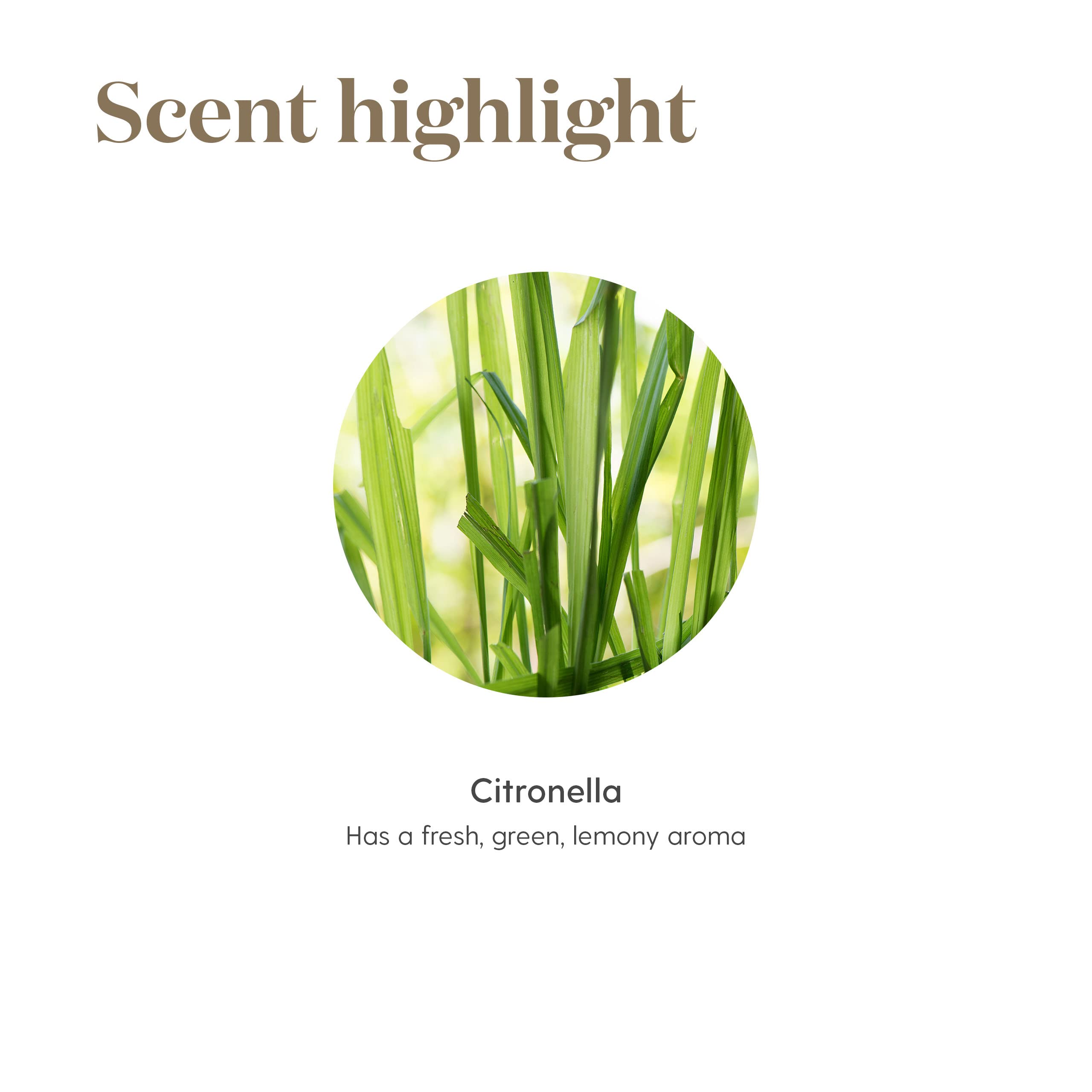 Young Living Citronella aplicación en jardín visual muestra ingrediente para resaltar exterior fresco