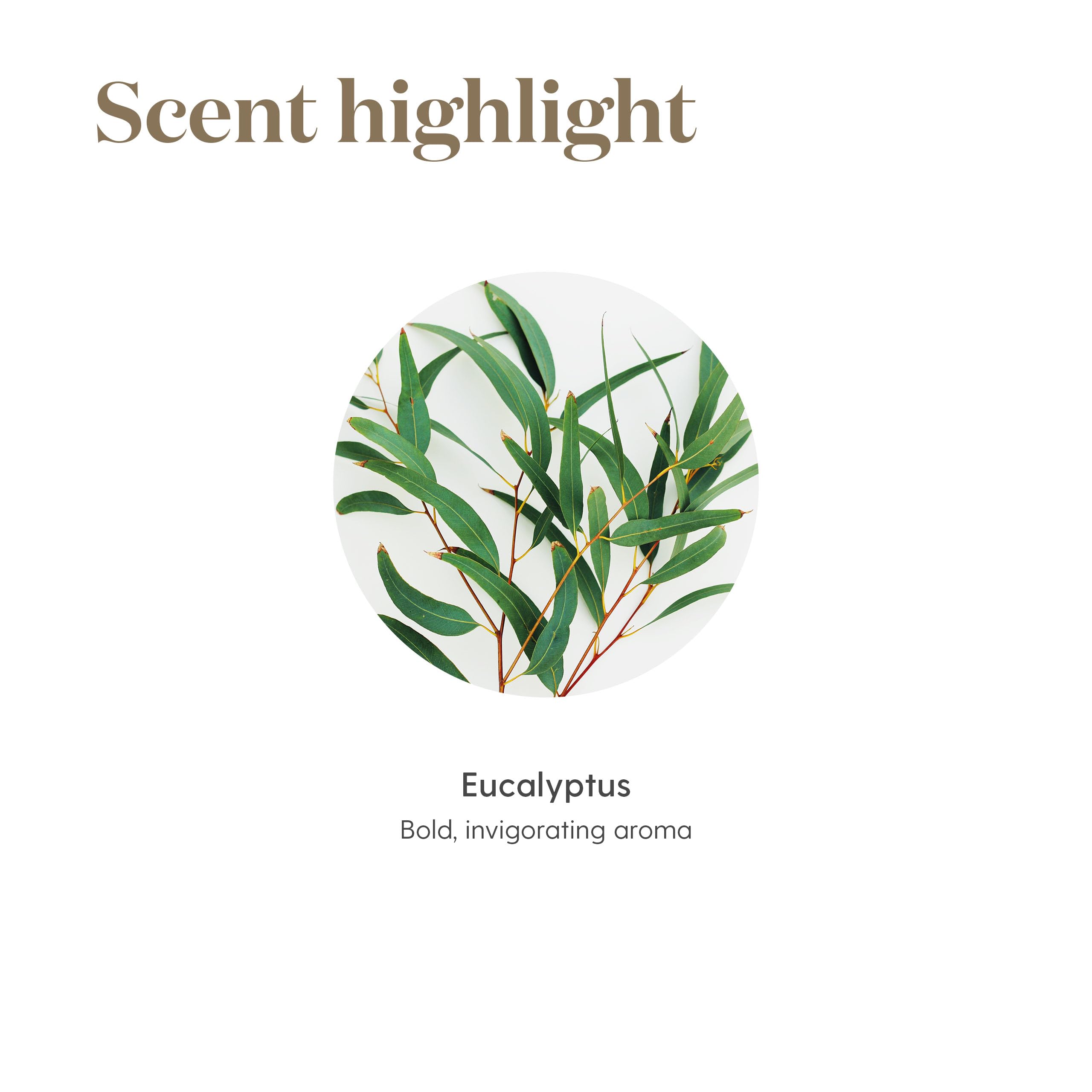 Young Living Eucalipto Radiata, sesión de masaje, aroma calmante para cuello y hombros.