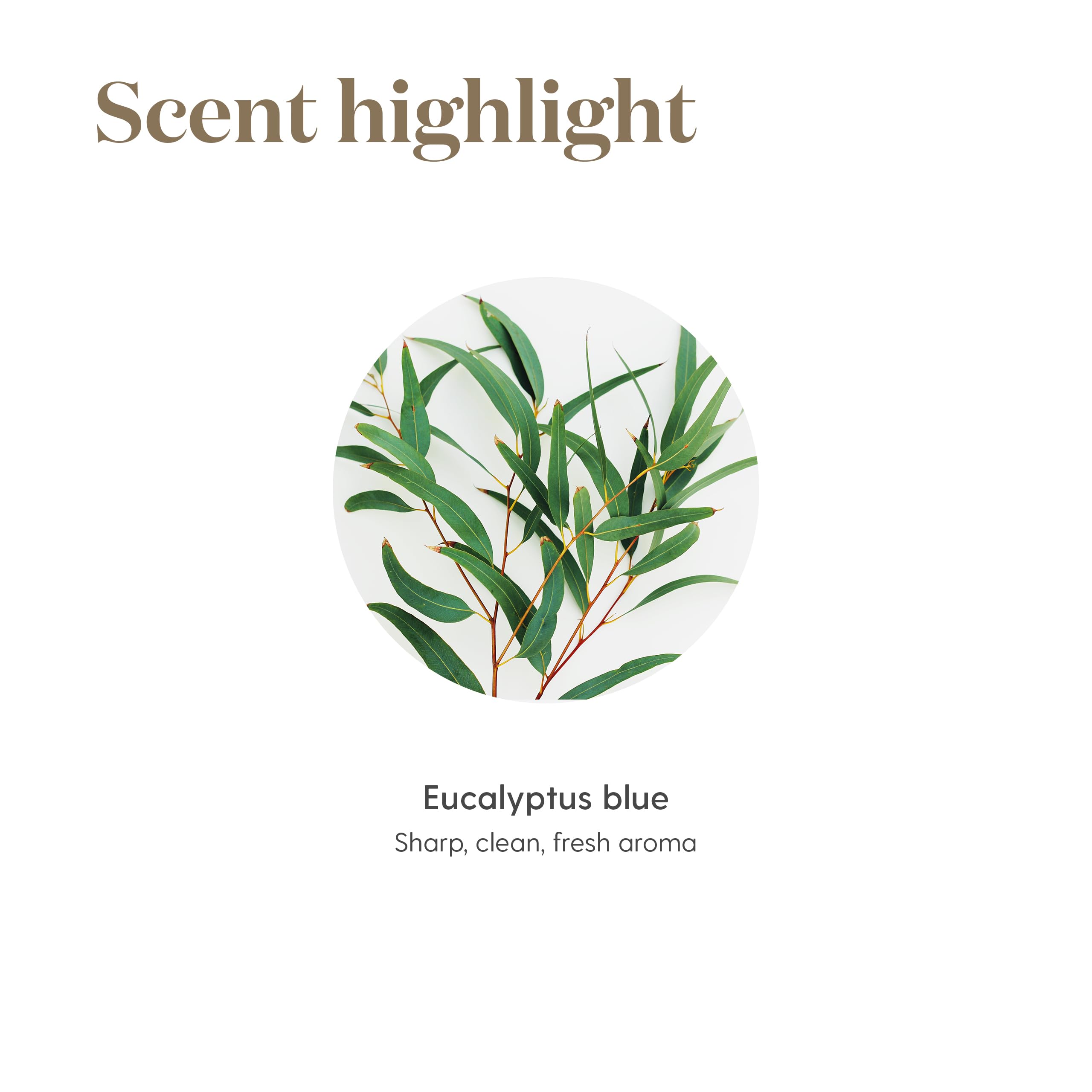 Young Living Eucalyptus Blue origen Finca Botánica en Ecuador.