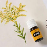 Young Living Goldenrod, aceite para baño, notas cálidas para relajación
