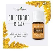 Young Living Goldenrod, aceite para masaje, aplicación diluida para un momento de cuidado