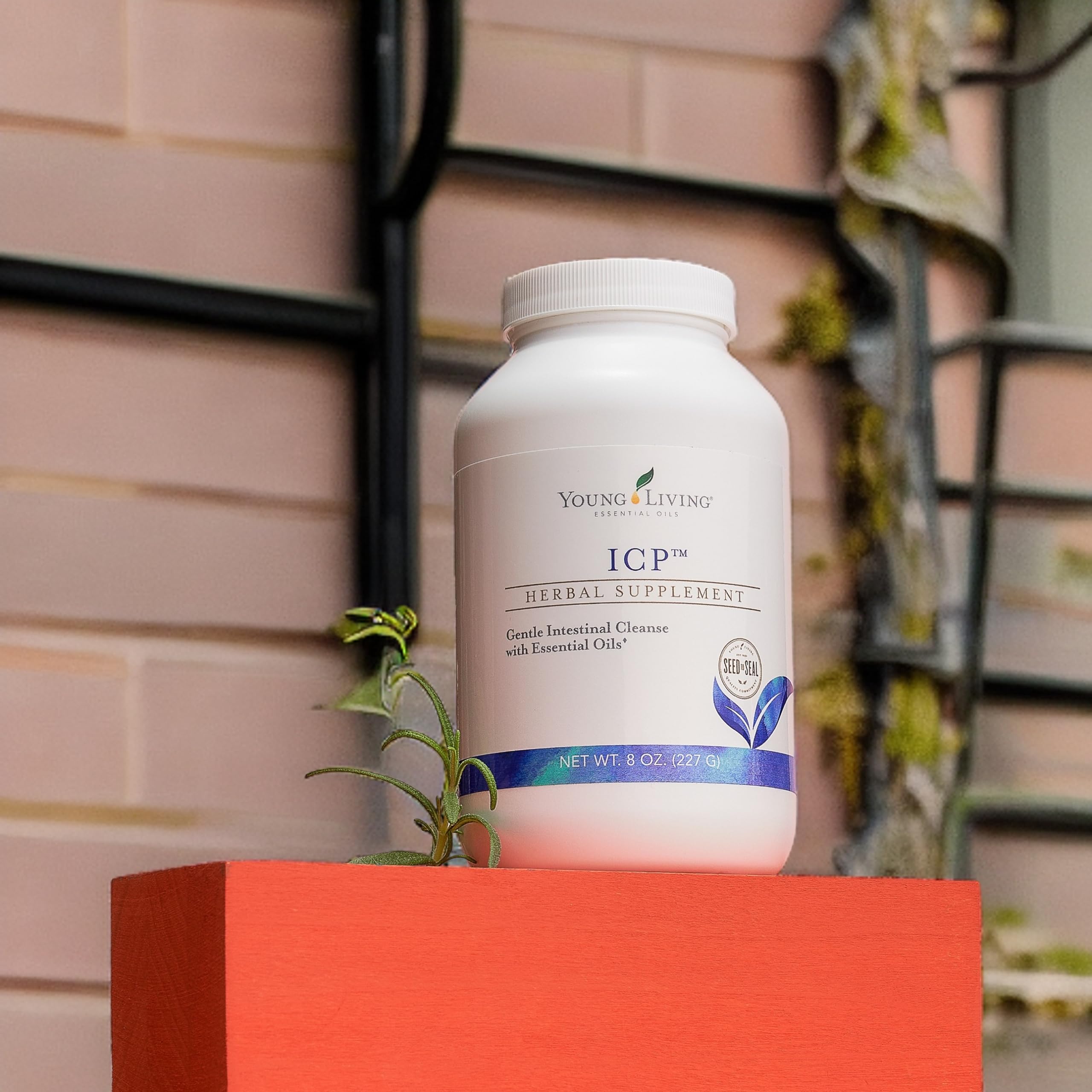 Young Living ICP 8oz: polvo psyllium visible, textura suave para mezclar.