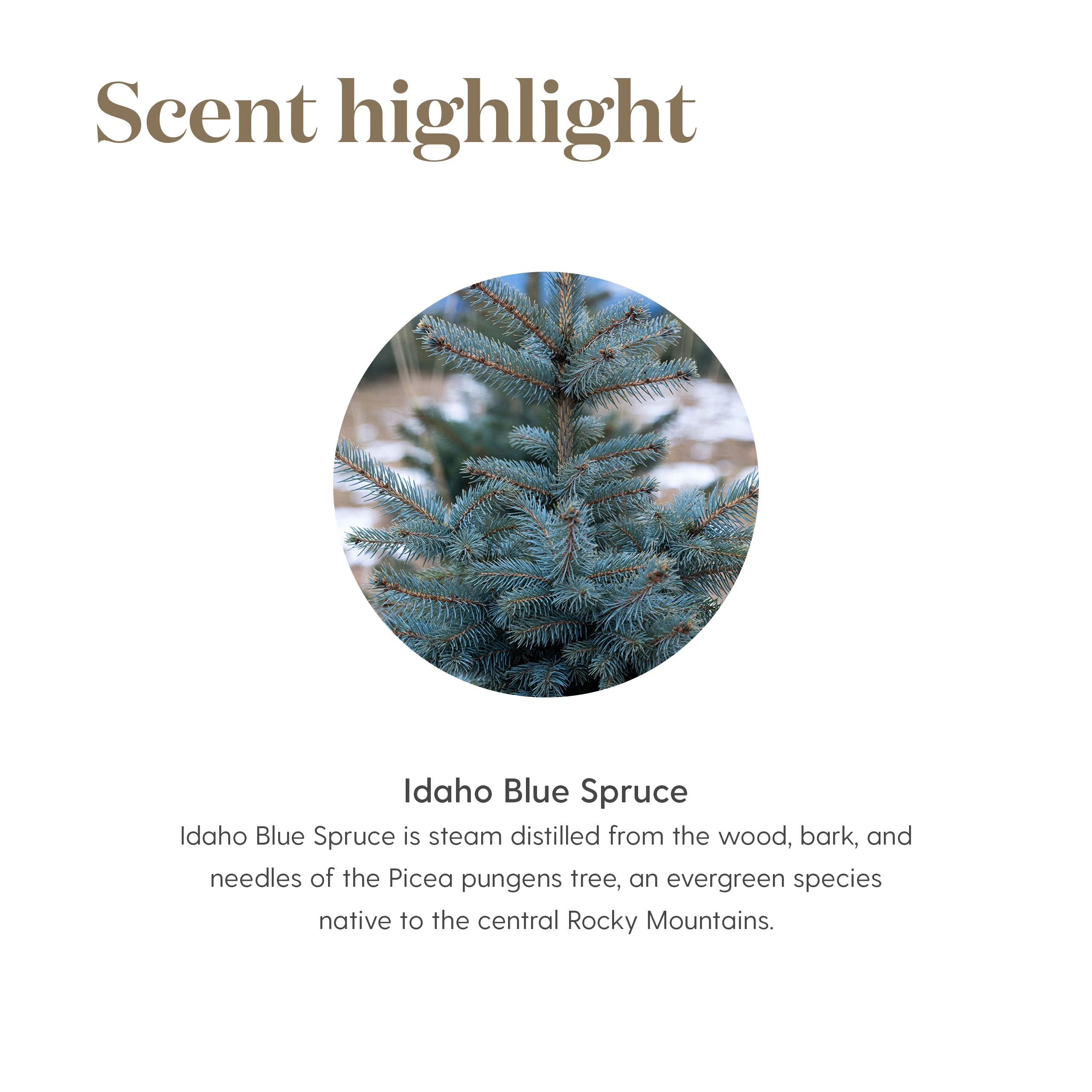 Envase de 5 ml de Idaho Blue Spruce para llevar a cualquier lugar.