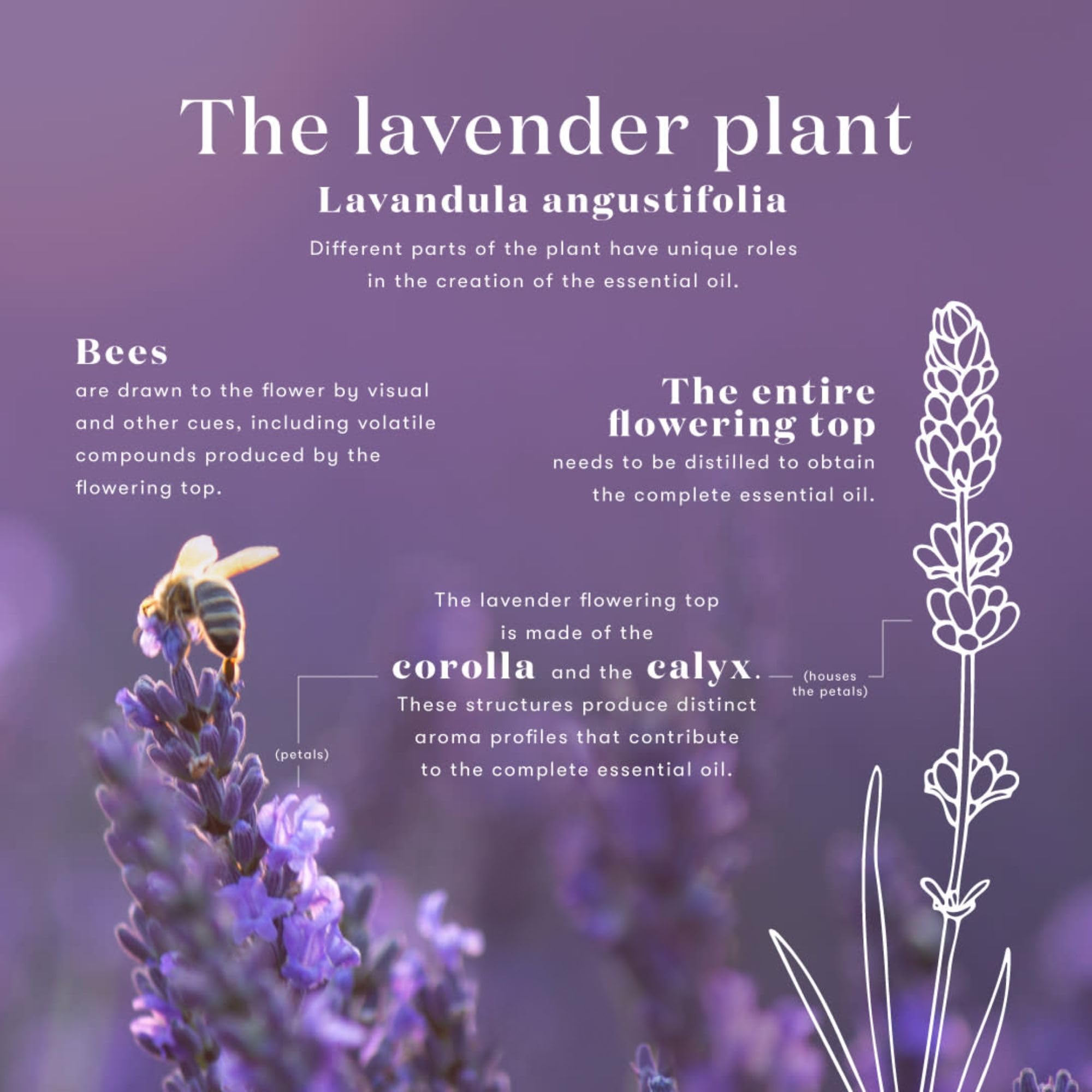 Mezcla floral y herbales de lavanda para relajación diaria.