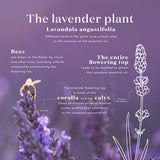 Mezcla floral y herbales de lavanda para relajación diaria.