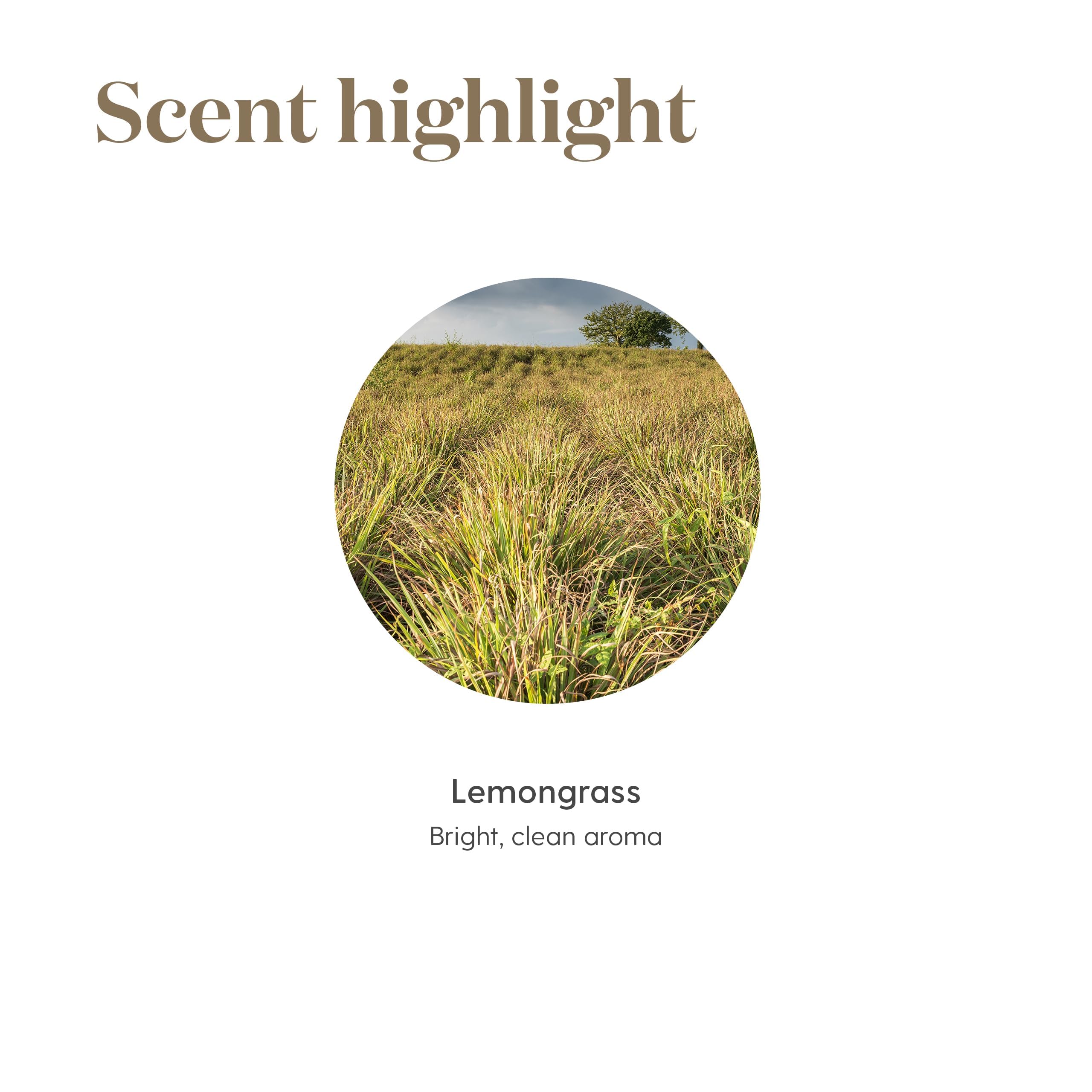 Envase de 15 ml de Young Living Lemongrass.