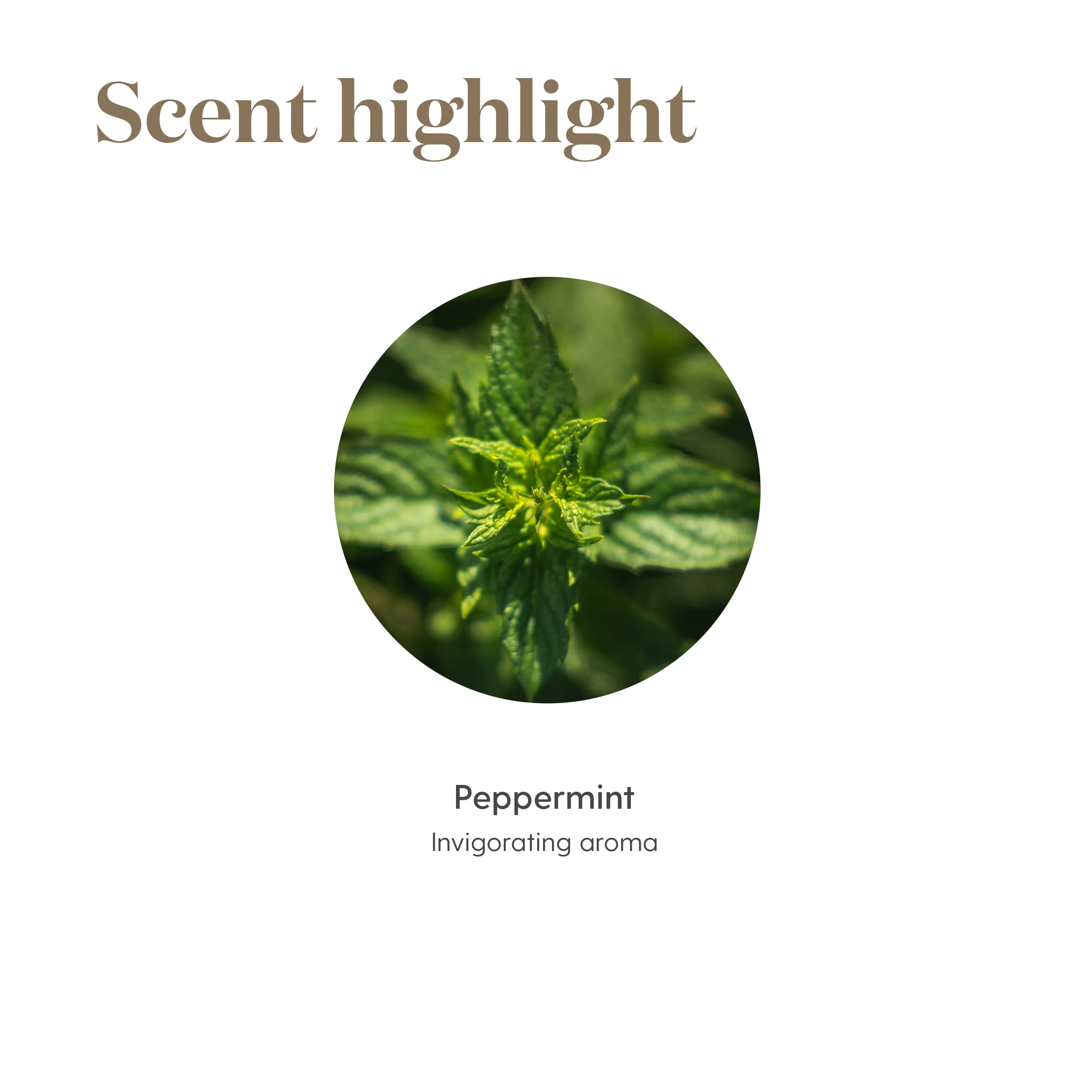 Young Living Menta, calidad premium: aceite destilado con consistencia en cada gota.