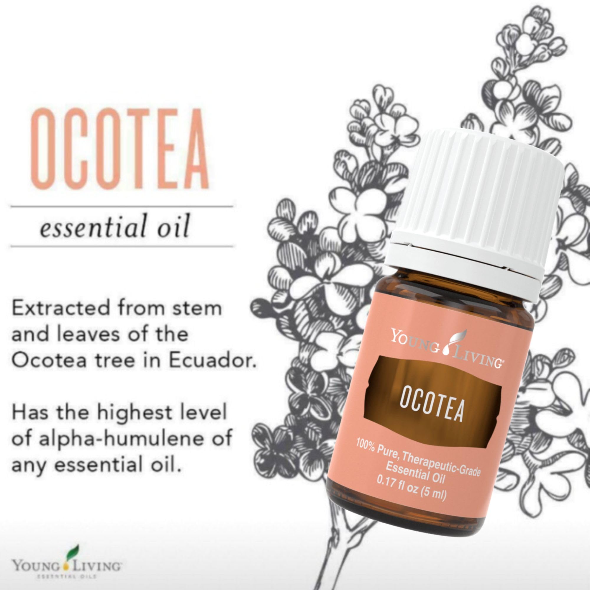 Aplicación localizada de Ocotea para piel fresca y revitalizada, suave al tacto.