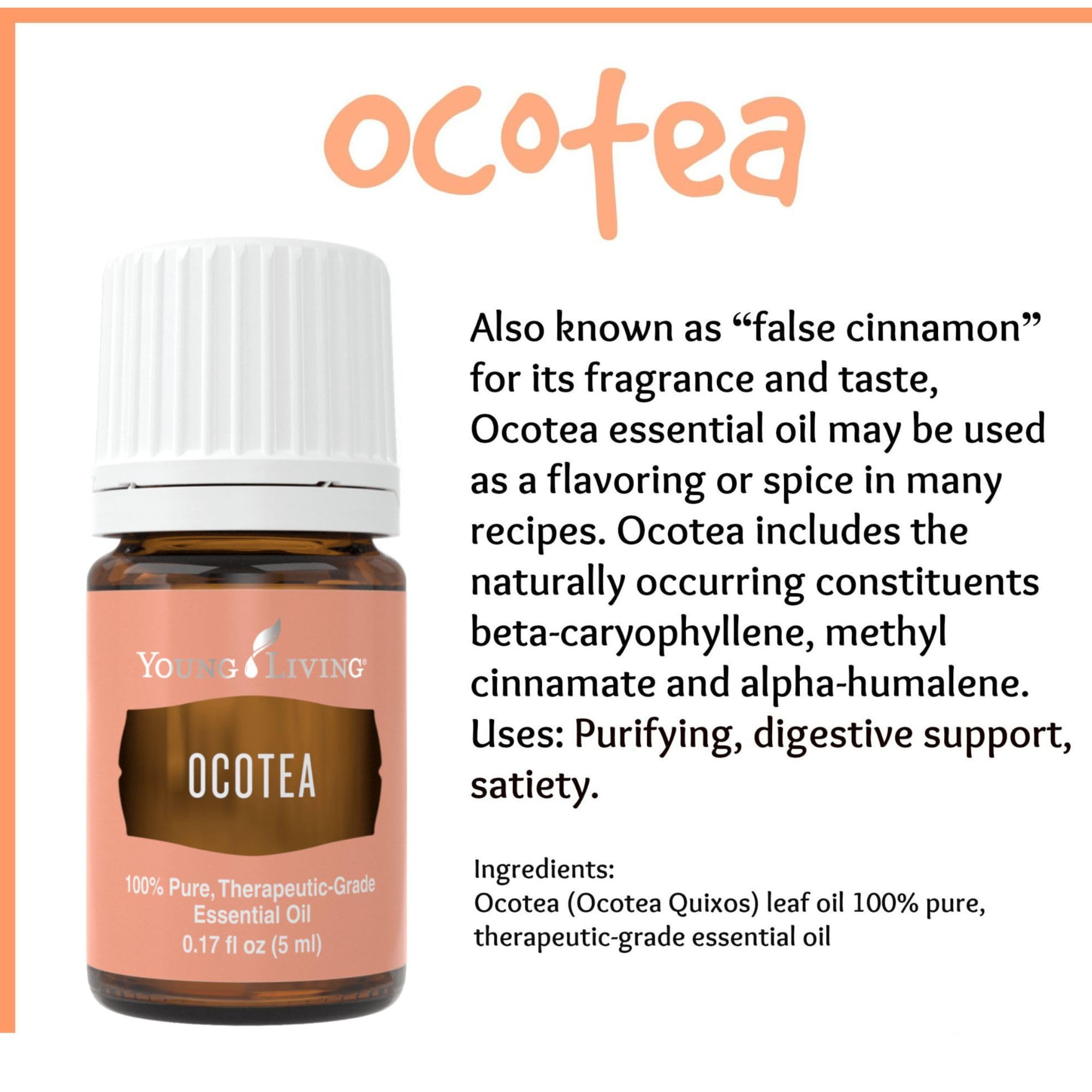 Ritual de limpieza espiritual con Ocotea para foco y claridad mental.