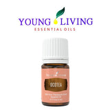 Historia cultural de Ocotea resalta su uso tradicional y valor aromático.