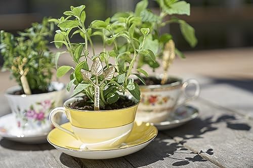 Young Living Oregano Aceite Esencial empaque con certificaciones de calidad