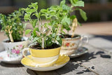 Young Living Oregano Aceite Esencial empaque con certificaciones de calidad
