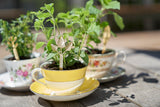Young Living oregano aceite esencial, envase con tapa segura y sello.