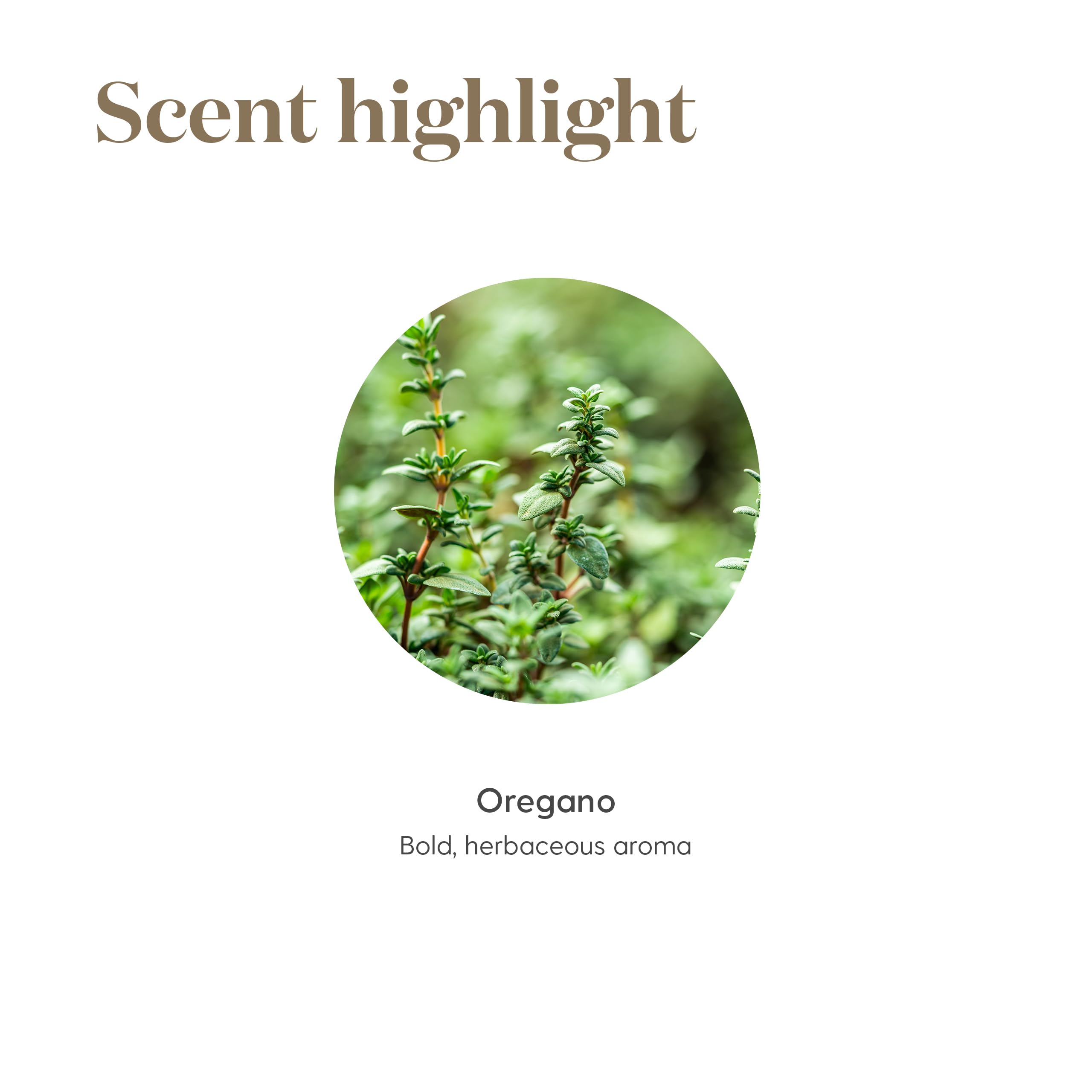 Young Living oregano aceite esencial, ritual aromático para bienestar diario.