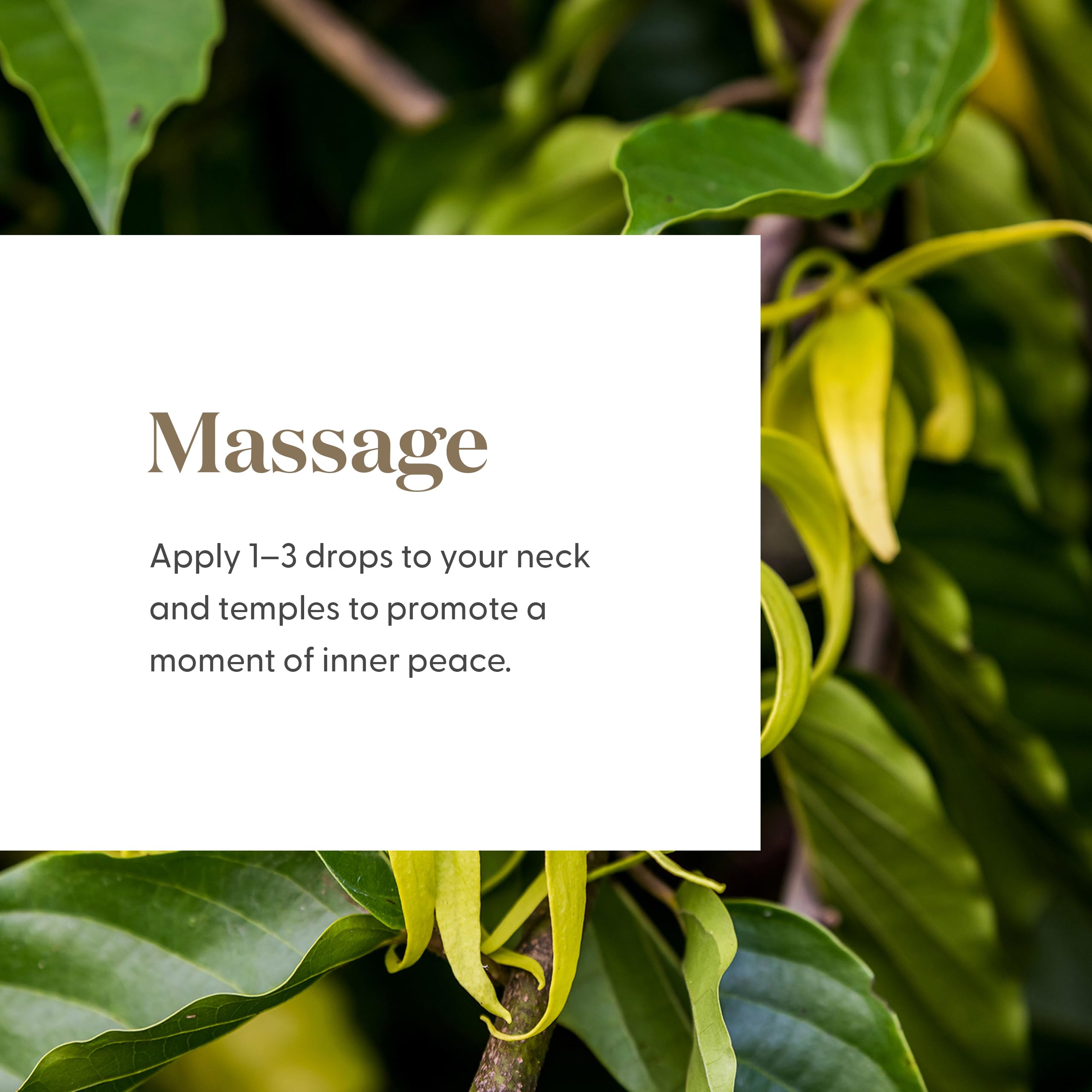 Etiqueta de Young Living Peace & Calming II con diseño limpio.