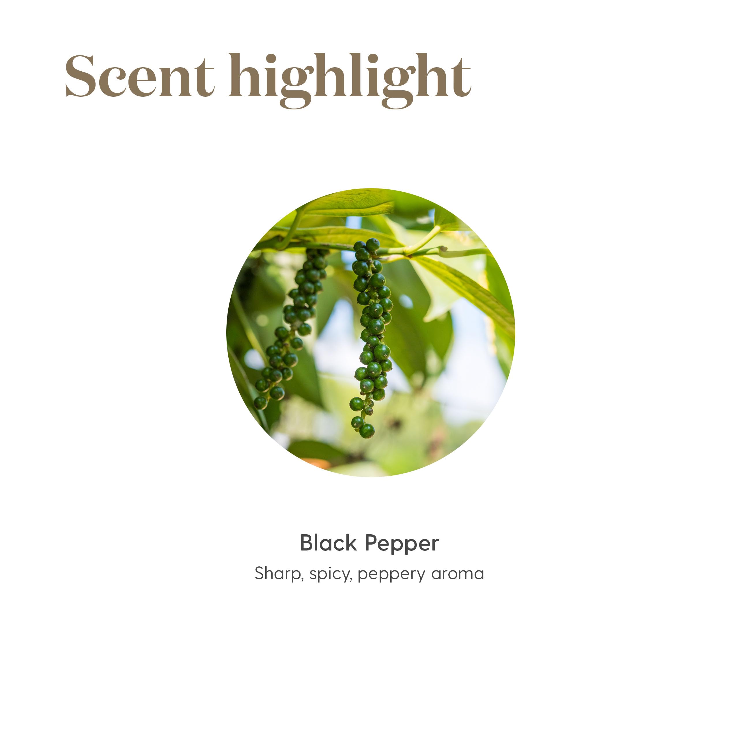 Young Living Pimienta Negra Vitality 5ml añade un toque audaz a aliños y sazonadores.