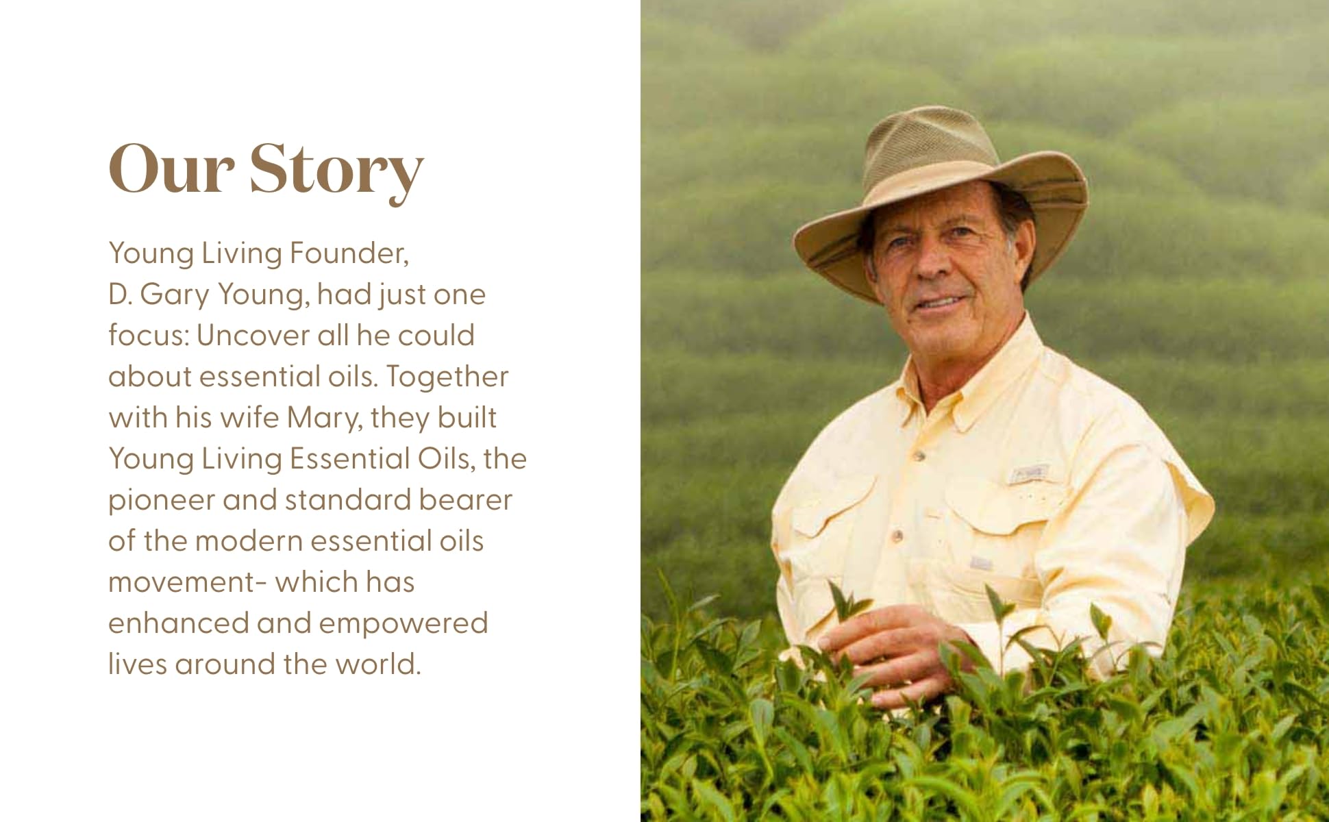 Young Living Pine: aroma natural para espacios de trabajo y hogar.