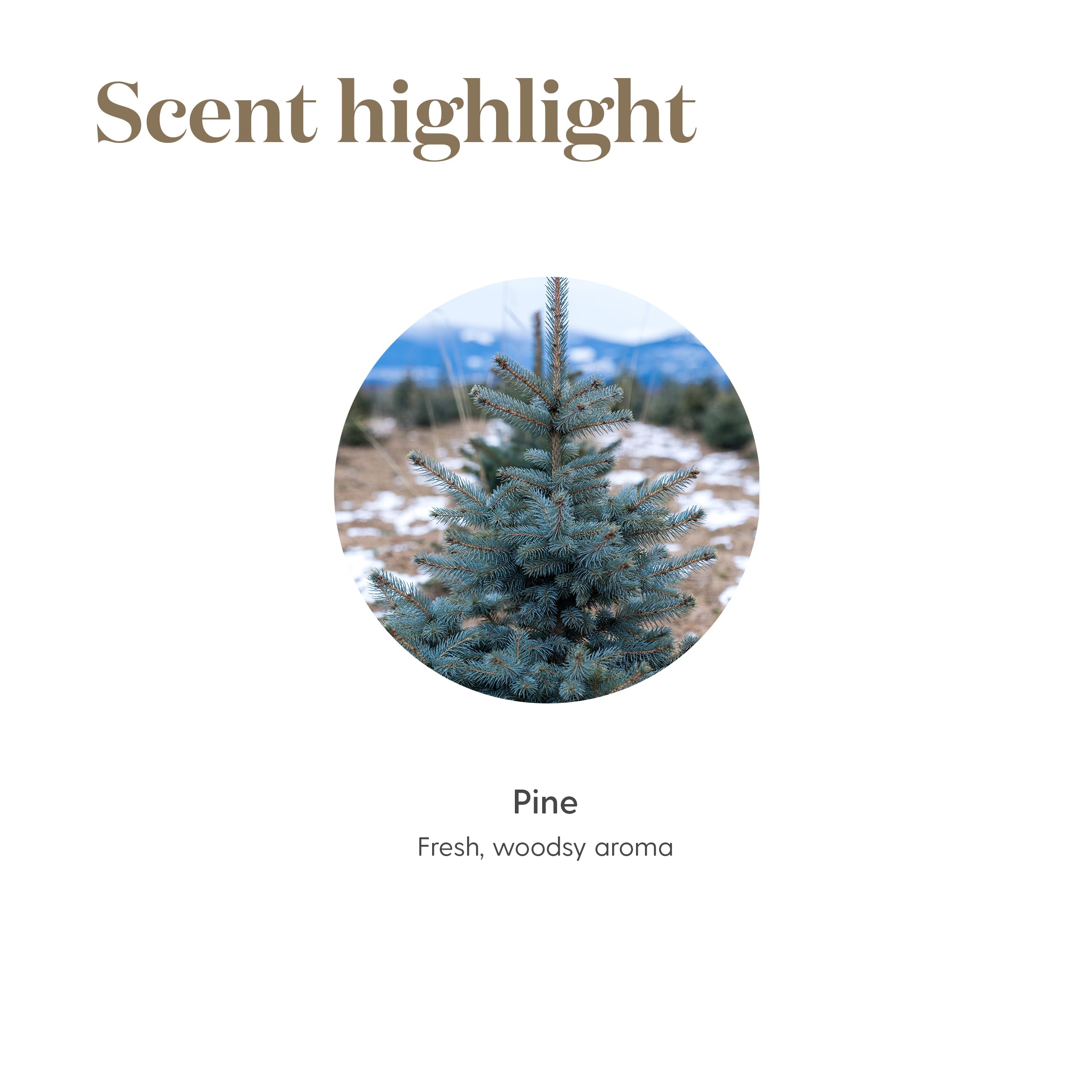 Young Living Pine: uso tópico suave para rutina de cuidado personal.