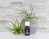 Young Living Sacred Mountain aplicación tópica suave para equilibrio emocional diario.