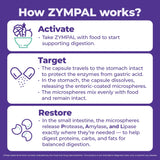 ZYMPAL microsferas entericas protegen las enzimas en el estómago.